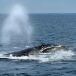 US ocean regulator faces criticism over changes to right whale protection rule