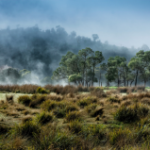 The wilderness encounter