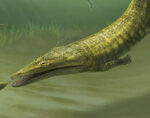 250 million-year-old amphibian fossils from Australia reveal global spread of ‘sea-salamanders’
