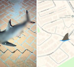 Dead shark found on northwest Sydney road 20km from ocean
