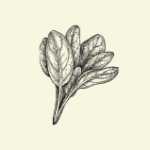 Spinach Health Benefits