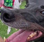 BarkHaven Brings The Luck This March With Weeklong St. Paw-trick’s Pawty And More Can’t Miss Events