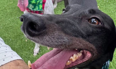 BarkHaven Brings The Luck This March With Weeklong St. Paw-trick’s Pawty And More Can’t Miss Events