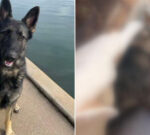 ‘He didn’t die peacefully’: Single mother shattered after beloved dog poisoned in Adelaide backyard