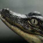 Louisiana’s alligator farms raise the reptiles for meat, skins — and conservation