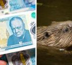 Banknotes, beavers and a very British backlash
