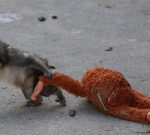 Punch the monkey is finally making friends and fitting in